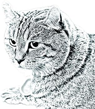 ארט דוג, מ.מ. היילנד לינקס, מצבה סגלגלה מאריחי קרמיקה עם תמונה של חתול
