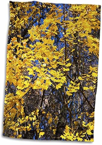 עץ מייפל 3 אתרים, עלים צהובים, שמיים כחולים, עונת סתיו מוזהבת - מגבות