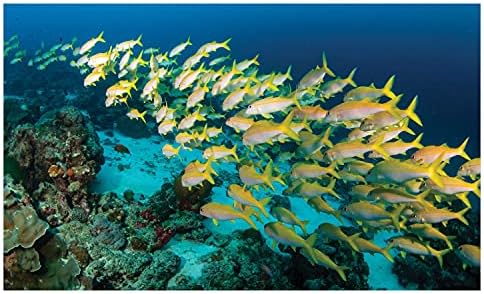 מחזיק מברשת שיניים קרמיקה מתחת למים, קבוצה גדולה של דגים ששוחים סביב שונית אלמוגים באוקיאנוס, משטח דקורטיבי