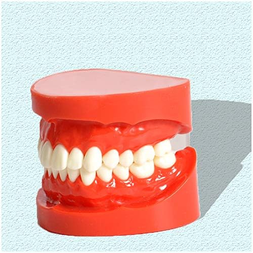 Kh66zky סטנדרט סטנדרטי סטנדרט הדגמה דגם שיניים - מודל שיניים סטנדרטי שיניים - לילדים ציוד לימוד לימוד