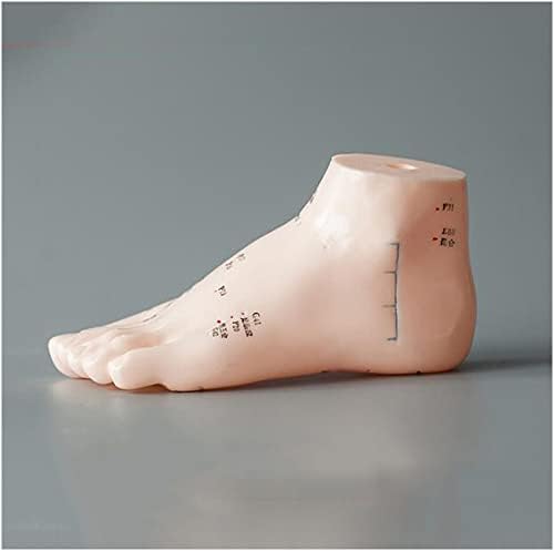 רגל נקודת דיקור מרידיאן הוראת דגם - אדם נקודת דיקור דיקור דגם רגליים דגם - הטבעת חוט רגל נקודות דיקור דגם-להוראת