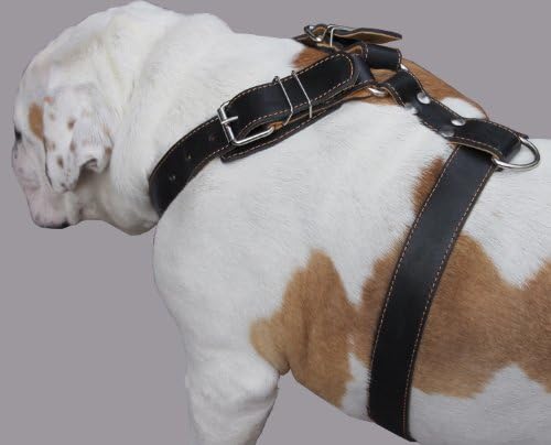 רתמת כלבי עור מקורית שחורה. 28 -34 חזה, רצועות רחבות 1.5 , רוטווילר, בולדוג