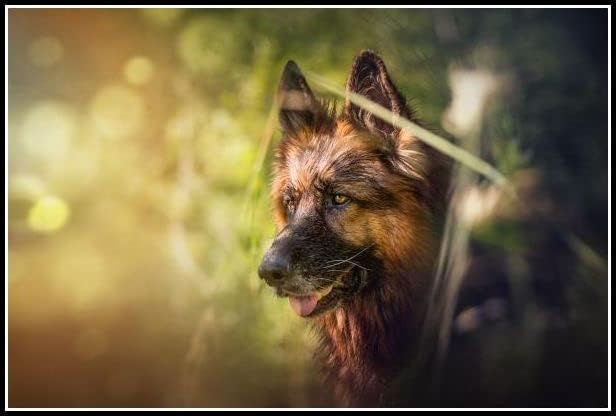 רועה גרמני חמוד לחיות מחמד כלב יהלומי ציור ערכות למבוגרים, נוף בעלי החיים 5 ד קריסטל יהלומי אמנות