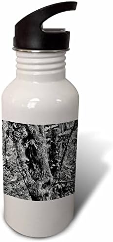 3 דרוז דילן סייבולד - צילום - מראה עץ מייפל - בקבוקי מים