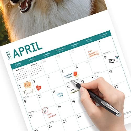 2023 לוח כלבי רועים שטלנד לוח השנה הקיר לפי יום בהיר, 12x12 אינץ ', צילום כלבי חיות מחמד מקסים חמוד