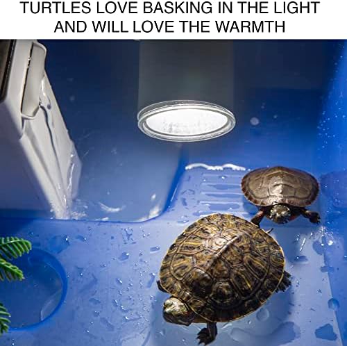 מיכל צבים לילדים ואוהבי זוחלים עם מנורת צבים. מוליד צב עד 4 אינץ '. חממה / אקווריום עם אגם