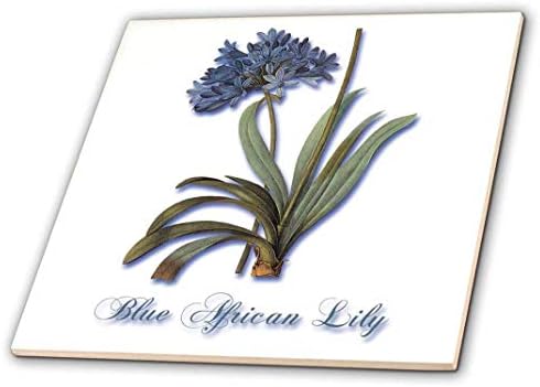 3 רוז סי טי_171231_1 שושן אפריקאי כחול, הדפס בוטני של אשכול פרחים קטן שושן כחול-אריחי קרמיקה, 4 אינץ