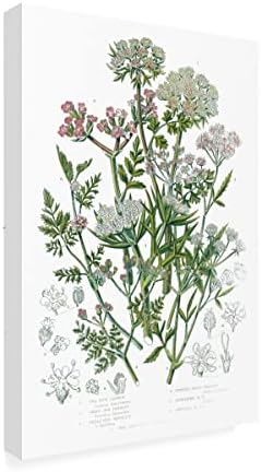 אמנות סימן מסחרי אמנות 'צמחים פורחים IV' אמנות בד מאת פורטפוליו אפל פראי 12x19