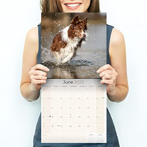 2022 2023 לוח השנה של קולי גבול - גזע כלבים לוח שנה קיר חודשי - 12 x 24 פתוח - נייר עבה ללא דימום - מתנה - מתכנן