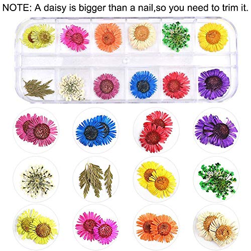 3 קופסאות פרחים מיובשים לאמנות ציפורניים, קיסבוטי 36 צבעים פרחים יבשים מיני פרחים טבעיים אמיתיים אספקת