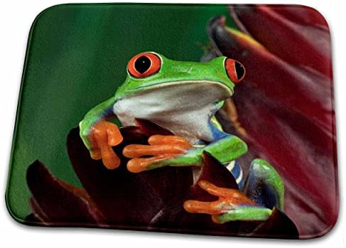 3 צפרדע עץ אדומה - עיניים-נא02... - אמבטיה אמבטיה שטיח מחצלות