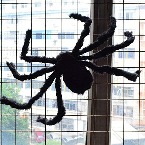 עכביש שעיר שחור ומצמרר וניתן להבחנה - קוטר 26 סנטימטרים