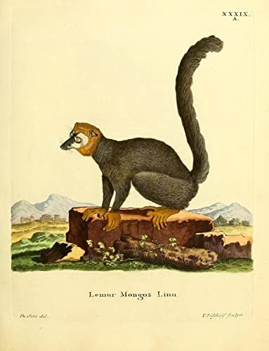 Mongoose Lemur Primate קוף וינטג 'חיות בר כיתת טבע עיצוב משרד זואולוגיה איור עתיק פוסטר הדפסת אמנות יפה - 8x10
