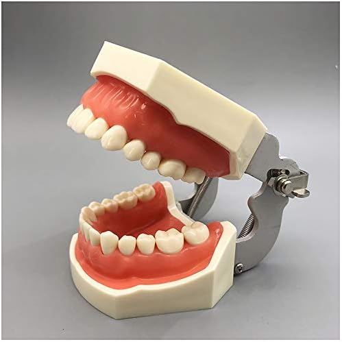 KH66Zky Tobodont שיניים תרגול תרגול מודל הכנת חלל שיבוץ הכנת כתר מודל שיניים שיניים לימוד מודל הוראה להוראה