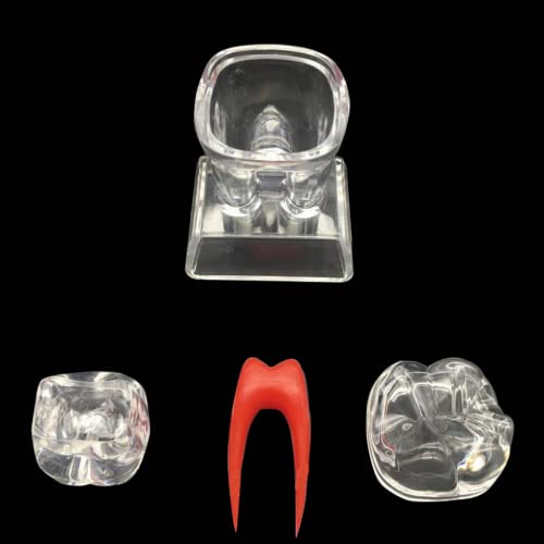 שיניים הפגנת דגם פלסטיק שיניים דגם טוחנת קריסטל בסיס להפרדה להפרדה הוראה גדול שן טוחנת דגם להפרדה הוראת הפגנה דגם