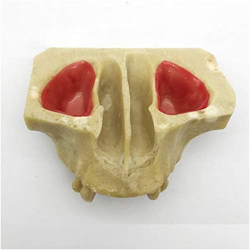 מודל שיניים מקסילרי של Lemita - מודל שיניים לחינוכי - סינוס עליון הסינוס העלאת שתל שיניים תרגול מודל אימונים