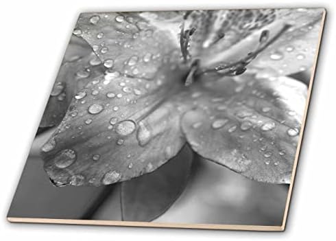 3רוז צילום מאקרו בשחור לבן של אזליה ורודה מכוסה בטיפות גשם-אריחים