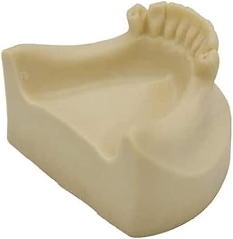 PSVOD TORSO ושלד דגמים אנטומיים, שיני אנטומיה מודל דגם שיניים שיניים מודל שיניים לחינוך ללא חניכיים תותבת