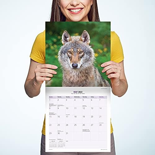 זאבי מגנט ופלדה 2022 לוח שנה: לוח זאב חיות בר, לוח הקיר של בעלי החיים הבר 2022-2023, 16 חודשים