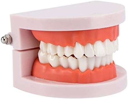 FOMIYES 1 PCS דגמי הוראה שיניים מודל פה שיניים דגם טיפול שיניים מודל שיניים מודל צחצוח חוט דנטלי תרגול שיניים למודל