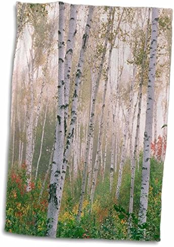 תלת מימד רוז ארהב-ניו המפשייר. עצי ליבנה בפינוי מגבת יד ערפל, 15 x 22, רב צבעוני