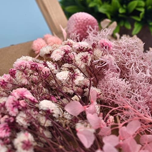 דלארן 6 חבילות פרחים לחוצים לייצור נרות ייצור DIY פרחים מיובשים פרחים מרובים לחץ טבעי פרחים מיובשים
